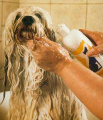 Baden des Tibet Terriers