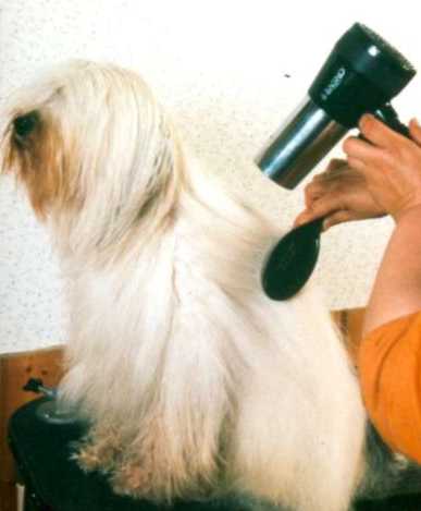 F�nen und K�mmen des Tibet Terriers