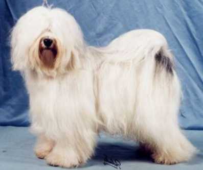 Ein perfekt gepflegter Tibet Terrier