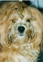 Kallemann, der s&uuml;&szlig;e Fratz